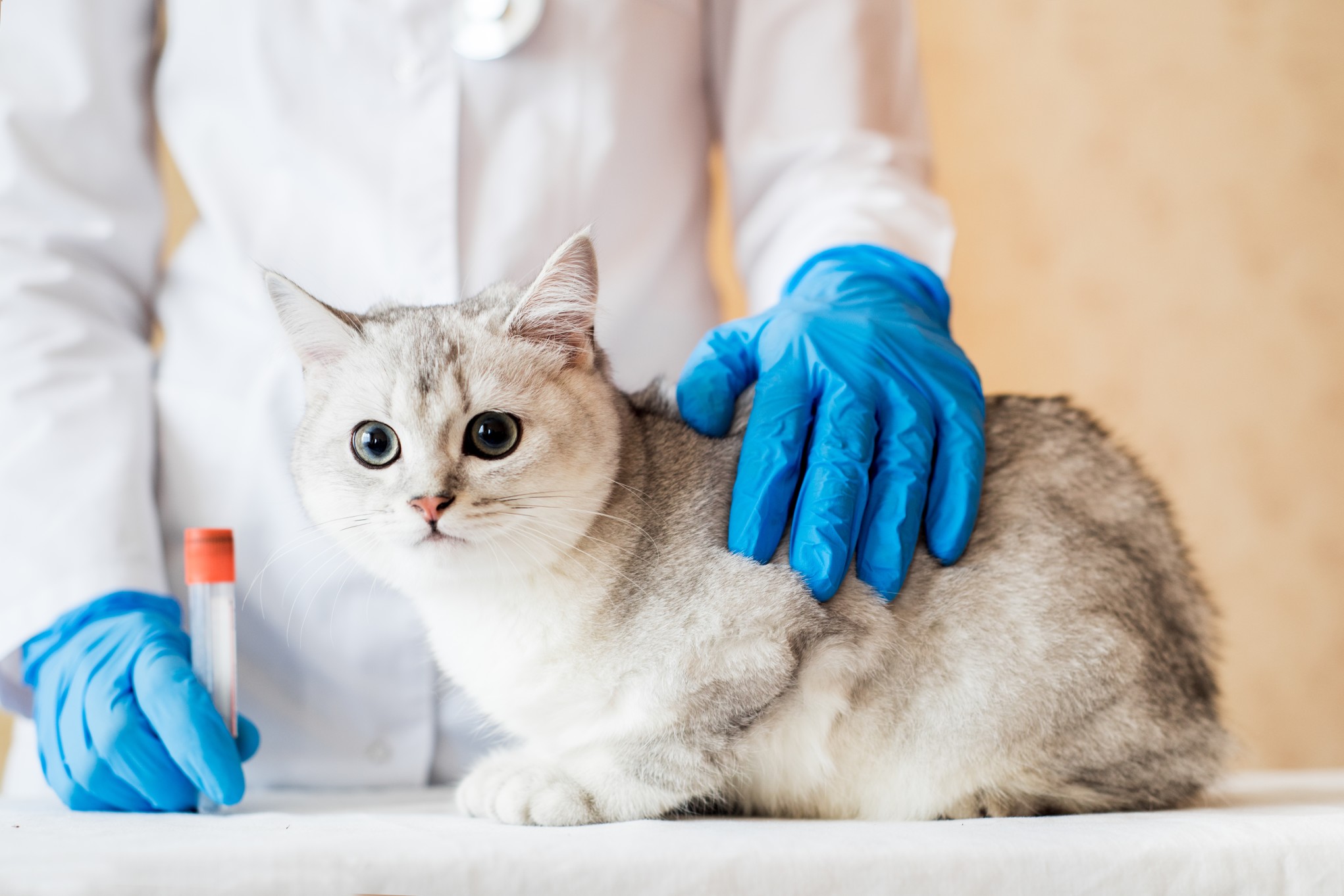 Jak wygląda leczenie ambulatoryjne kota?