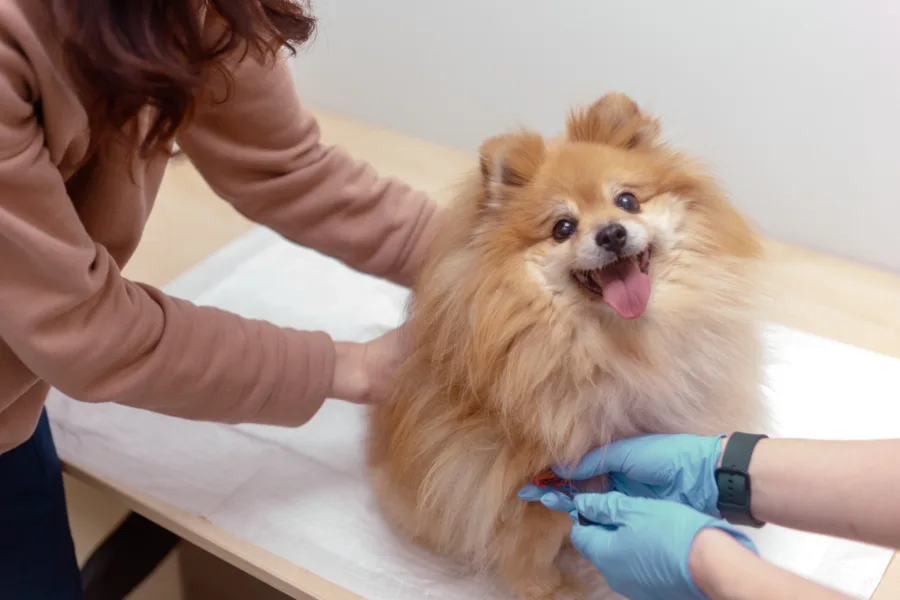Pierwsza wizyta u weterynarza z psem jak się przygotować?